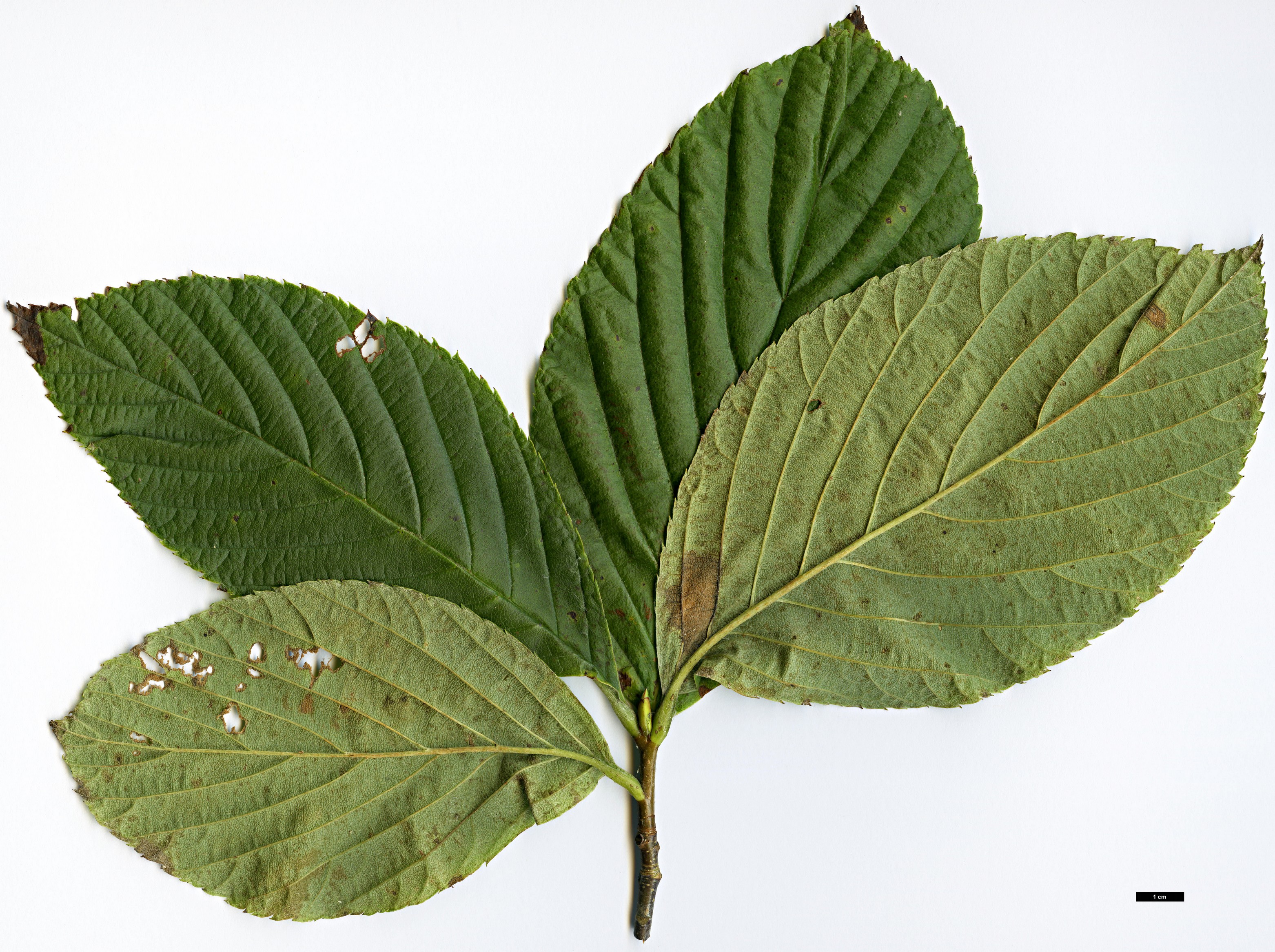 High resolution image: Family: Rosaceae - Genus: Sorbus - Taxon: wardii